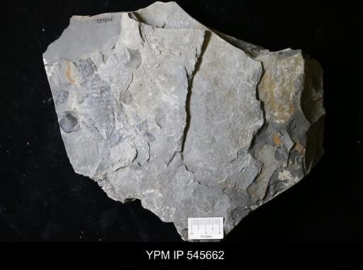 undet. Eurypterida