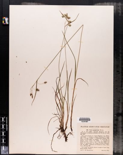 Carex paupercula