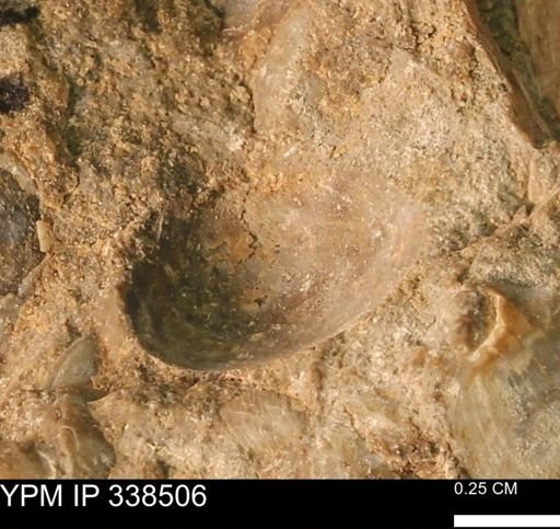 Protocardia subquadrata