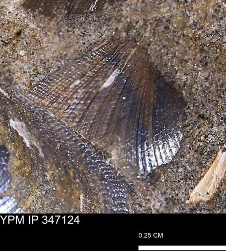 Limopsis striatopunctatus