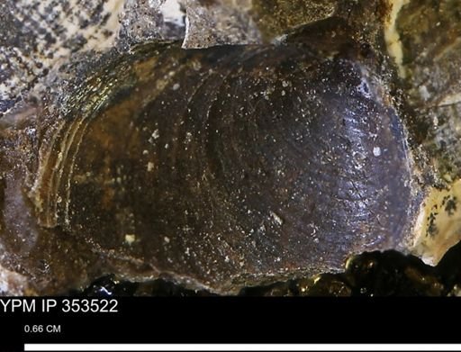 Limopsis striatopunctatus