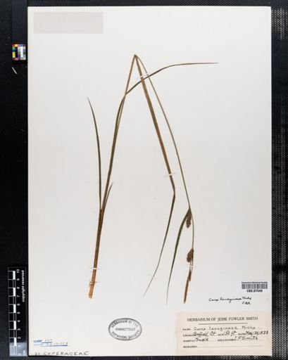 Carex lanuginosa