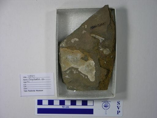 Onychodus sp.