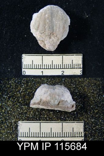 Marginifera popei