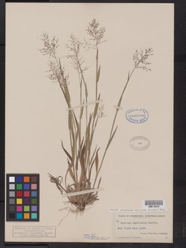 Panicum lanuginosum