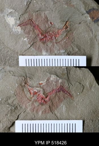 undet. Stylophora