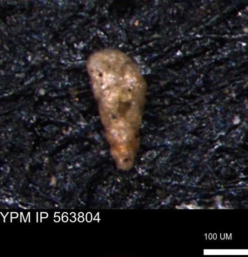 Verneuilinoides kansasensis