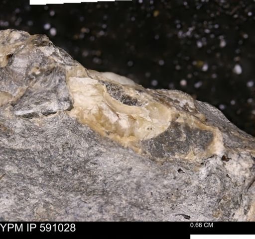Promicroceras planicosta