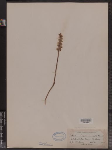 Spiranthes cernua