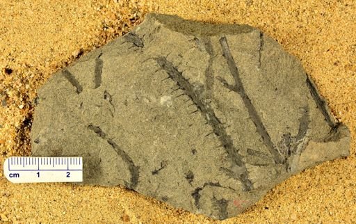 Sawdonia ornata