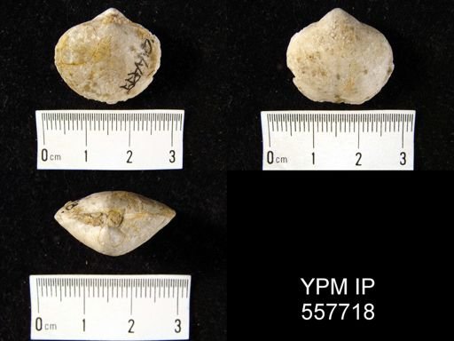Eoreticularia indifferens