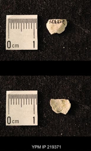 Chonetes granulifer