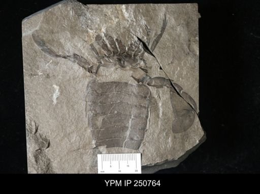 Eurypterus