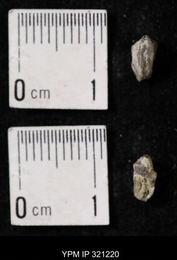 Ambocoelia sp.