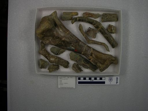 Coryphodon sp.
