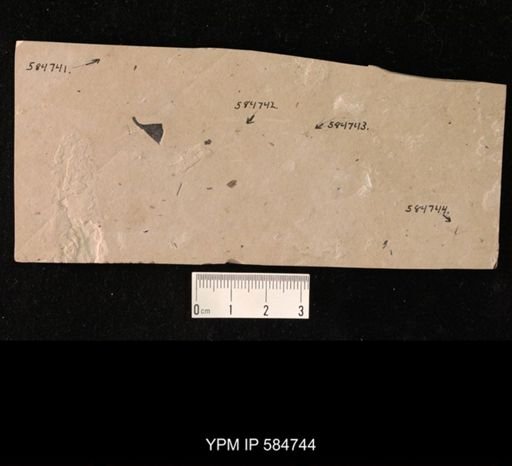 undet. Diptera