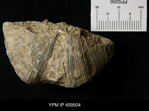 Neospirifer kansasensis