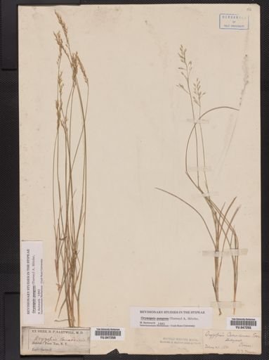 Oryzopsis pungens