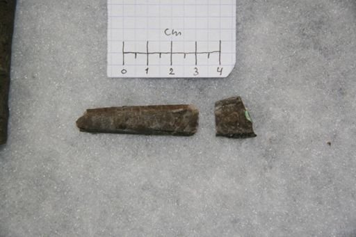 Vaginoceras piscator