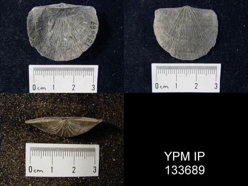 Stropheodonta demissa