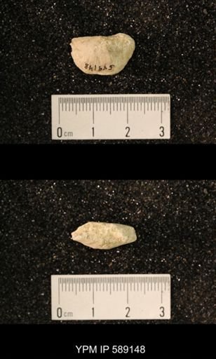 Sowerbyella sp.
