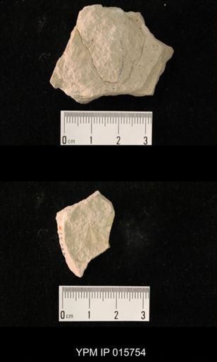 Probnis speciosa
