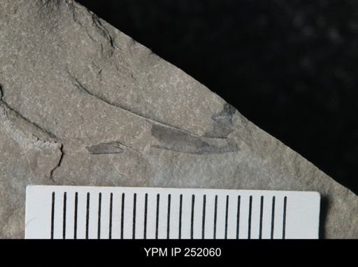Eurypterus sp.