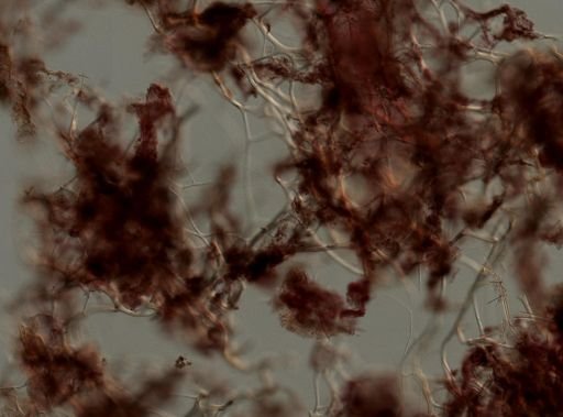 Callyspongia vaginalis