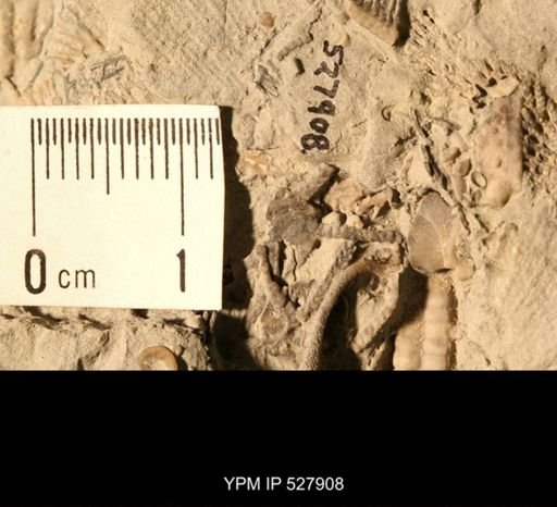Aganaster gregarius