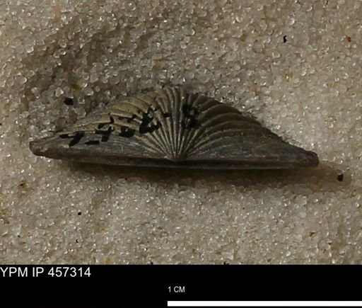 Stropheodonta erratica fissicosta
