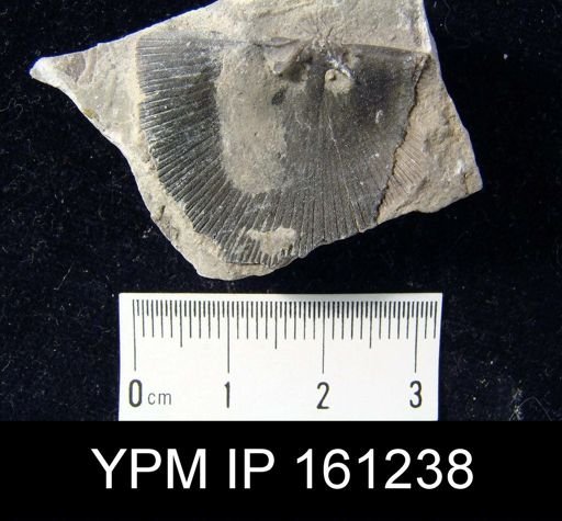 Schuchertella subplana