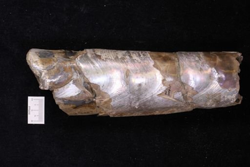 Baculites clinolobatus