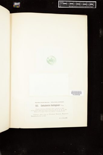 Coelosphaerium kuetzingianum