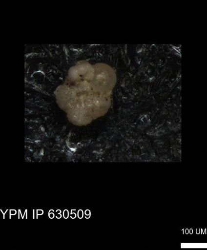 undet. Rugoglobigerinidae