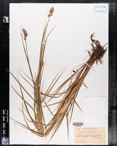 Plantae