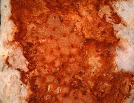 Dakaria nr. granulata