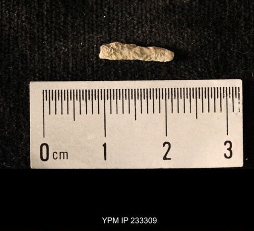Archaeocidaris sp.