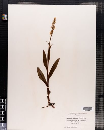 Habenaria