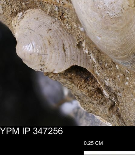Limopsis striatopunctatus