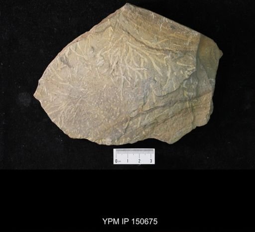 Chondrites lycopodioides
