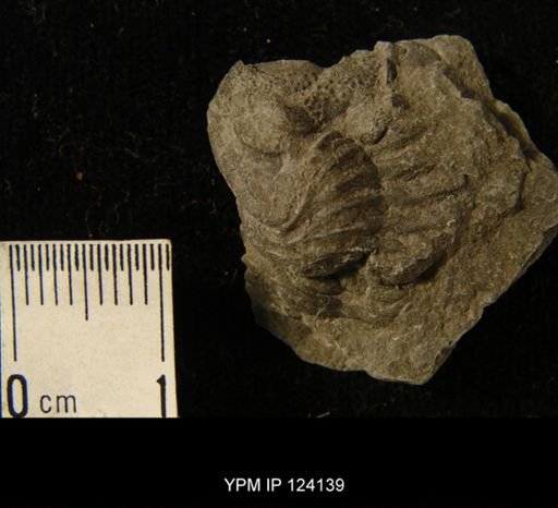 Phacops rana