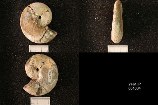 Hoploscaphites nicolletii