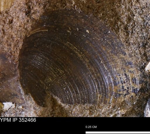 Limopsis striatopunctatus