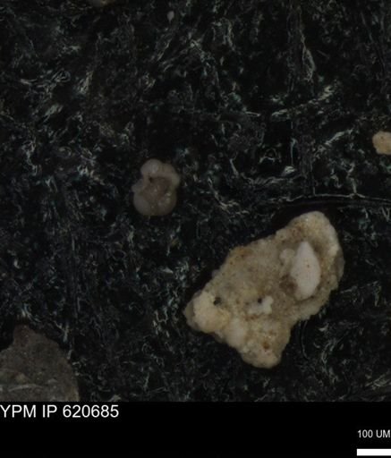 undet. Foraminiferida