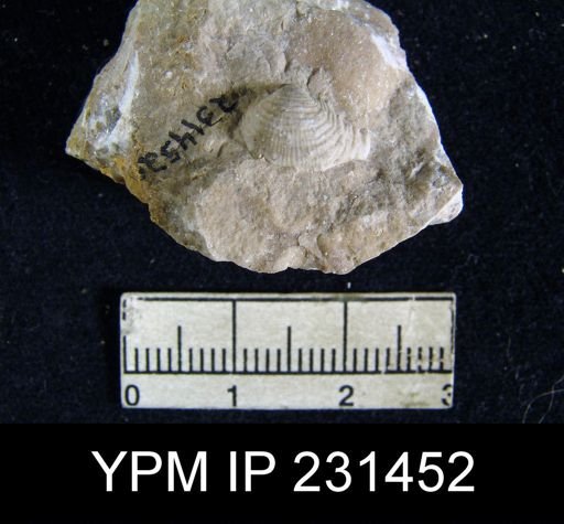 Cancrinella sp.