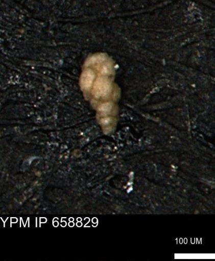 Verneuilinoides kansasensis