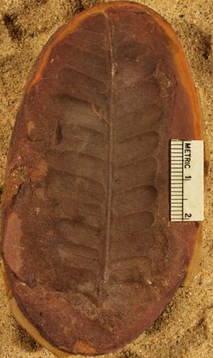 Pecopteris