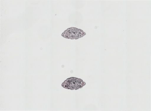 Plagiostomum morgani