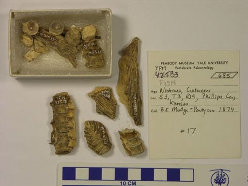 undet. Actinopterygii
