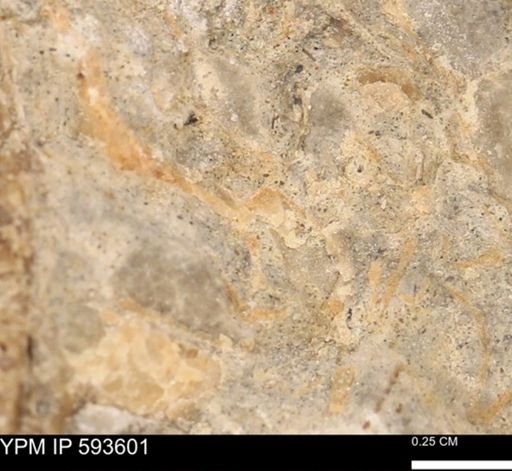 undet. Mollusca